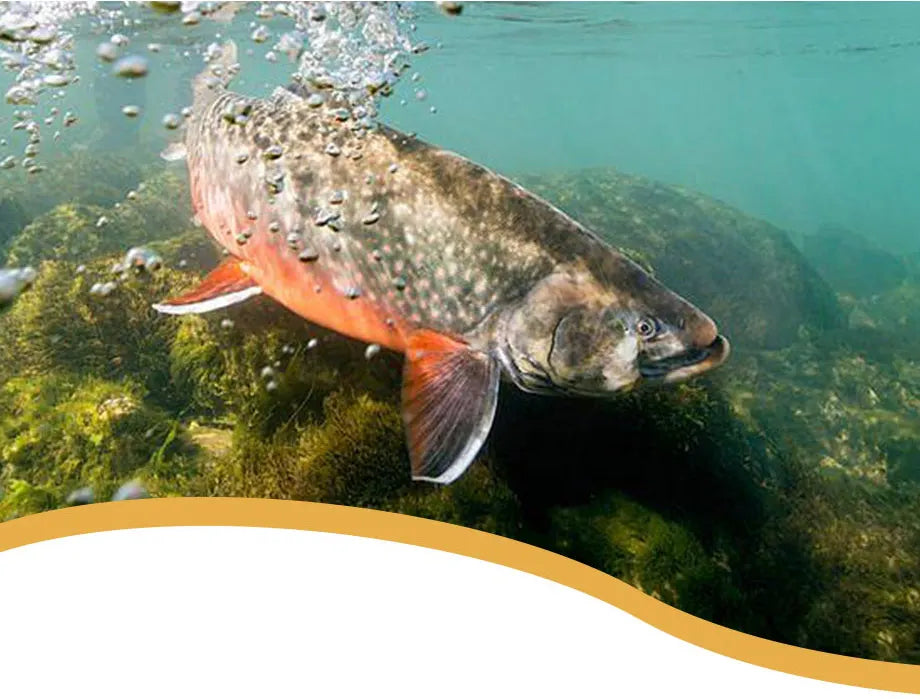 Fishing Lures 3pcs/lot 10cm 11g Floating Soft lures for Pike walking the dog lures Top water lure